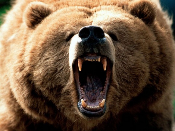 Eurasian_Brown_Bear