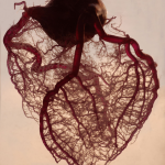 Exposing the Heart. Anatomical Heart